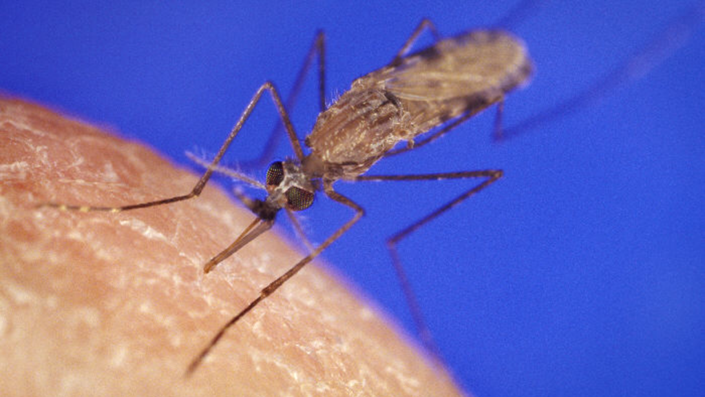 Moustique anophèle, vecteur du paludisme